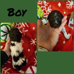 Lagotto Romagnolo and Poodle Puppies from Willow Creek Kennels