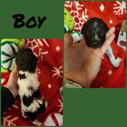 Lagotto Romagnolo and Poodle Puppies from Willow Creek Kennels