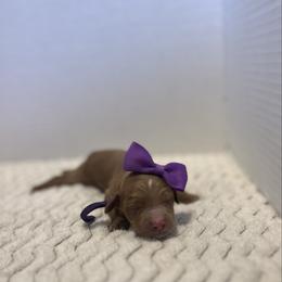 Purple - Parti female Goldendoodle puppy in Casper, Wyoming from 307 Doodles