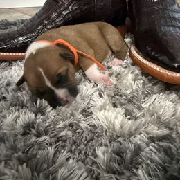 Female 2 - Red and white female Staffordshire Bull Terrier puppy in Lakeland, Florida from English Creek Staffords