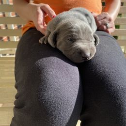 Weimaraner Puppies from Three Oak’s Kennel