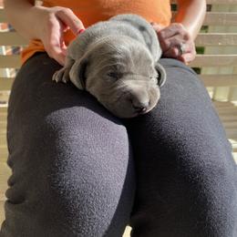 Weimaraner Puppies from Three Oak’s Kennel
