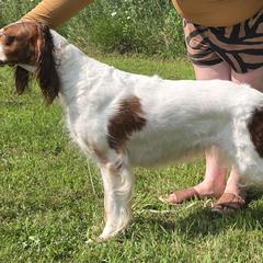 Zeta - Irish Red and White Setter