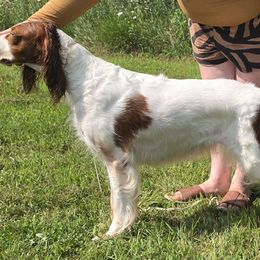 Zeta - Irish Red and White Setter