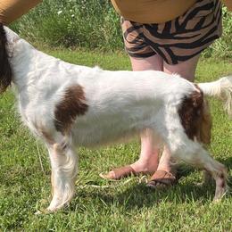 Zeta - Irish Red and White Setter