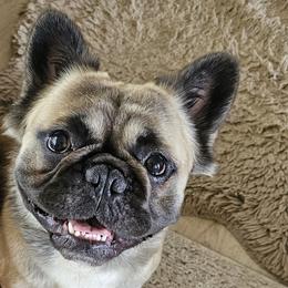 French Bulldogs from Hallowells red barn french bulldog's