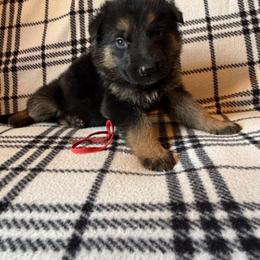 Red - Bi-color male German Shepherd puppy in Osage, Minnesota from Catensrud