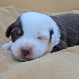 Orange collar girl - Red tri-color female Miniature American Shepherd puppy in Lexington, Kentucky from Deuce's Den