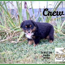 Crew - Black tri male Miniature Australian Shepherd puppy in Madisonville, Texas from Flying LL Aussies