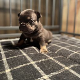 French Bulldog Puppies from Elkins Kennel