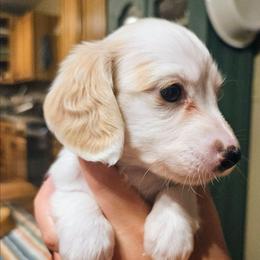 Piper Jo - Piebald female Dachshund puppy in Mayport, Pennsylvania from Debbie's Dachshunds