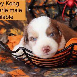 Donkey Kong - Red merle male Australian Shepherd puppy in Squaw Valley, California from A&M Australian Shepherds