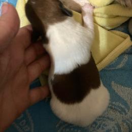 Duchess R'Nette - White and tan female Russell Terrier puppy in Missouri from Royal Russells Ranch