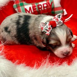 Teal collar - Blue merle female Miniature Australian Shepherd puppy in 32046, Florida from River Hill Ranch
