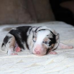 (ABCA) Brisk - White and blue merle female Border Collie puppy in Bronson, Florida from Sandhill Ranch Border Collies