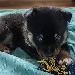 Sosa - Black and white male Pomsky puppy in Omaha, Nebraska from Wolfpack Pomskies