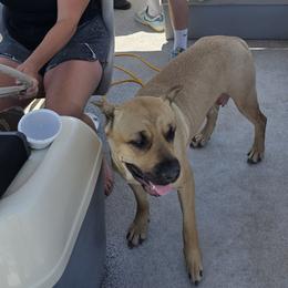 Cane Corso from Diamond Ridge Cane Corsos