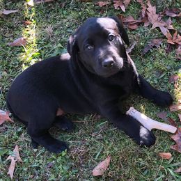 Labrador Retriever Puppies from Cherrywood Kennel