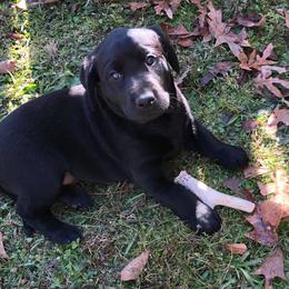 Labrador Retriever Puppies from Cherrywood Kennel