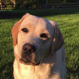 Labrador Retrievers from Wading Waters Labradors
