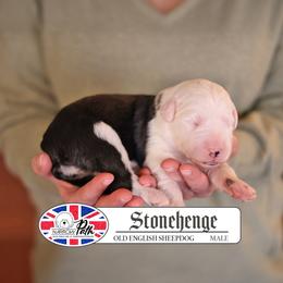 Stonehenge - Gray and white male Old English Sheepdog puppy in Cleveland, Tennessee from Narrow Path Old English & Sheepadoodles
