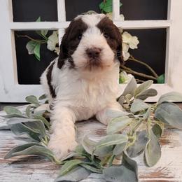 Aussiedoodle and Goldendoodle Puppies from Hunting Creek Kennels