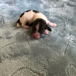 Maple-Boy 2 - Black and cream male Dachshund puppy in Wolf Lake, Indiana from Canisteo Dachshunds