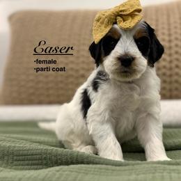 Easer - Black and white female Bernedoodle puppy in Jackson, Mississippi from T.M. Poodles & Doodles