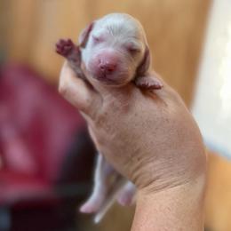 Greg Heffley - Cream male Dachshund puppy in Stamford, Texas from West Texas Miniature Dachshunds