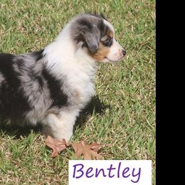Miniature Australian Shepherd and Toy Australian Shepherd Puppies from TK Mini Aussies
