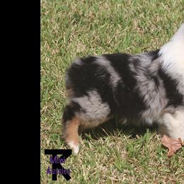 Miniature Australian Shepherd and Toy Australian Shepherd Puppies from TK Mini Aussies