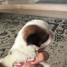 Astro - Tricolor male Shih Tzu puppy in Clovis, California from California Dreamin’ Shih Tzus
