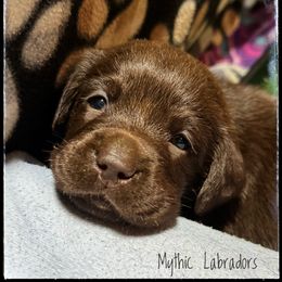 Chocolate Female 2 - Chocolate female Labrador Retriever puppy in Malabar, Florida from Mythic Labradors, LLC