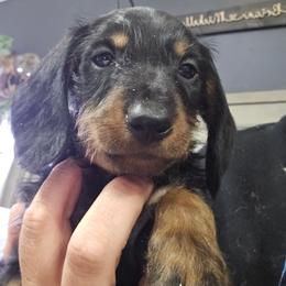 Black and tan STANDARD wire male - Black and tan male Dachshund puppy in Cheney, Washington from Nouvelle Standard Dachshunds