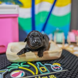 Arnold (Tan Collar) - Black male Labrador Retriever puppy in Green Lake, Wisconsin from Breezy Retrievers