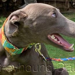 Mustang - Greyhound