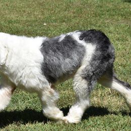 AKC Phoenix - Old English Sheepdog
