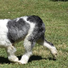 AKC Phoenix - Old English Sheepdog