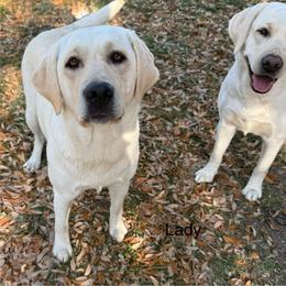 Lady - Labrador Retriever