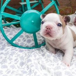Bud - White and fawn male French Bulldog puppy in New Hampton, New Hampshire from Kismet French Bulldogs