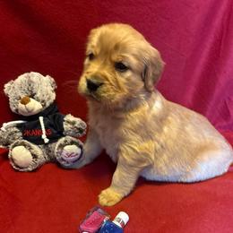 Takame - Dark golden female Golden Retriever puppy in Grant County, Indiana from On The Sunny Side Pavey Farms