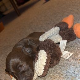 Annabel - Chocolate Dachshund puppy in Watertown, Massachusetts from Jae’s Puppy House