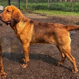 LuLu ($500 pet home) - Bloodhound puppy from Sandhill Hounds of Nebraska