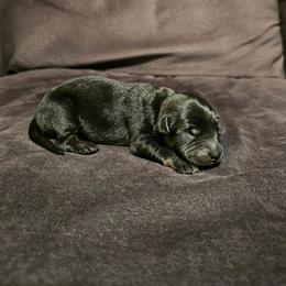 Cranberry - Black male Xoloitzcuintli puppy in Florissant, Colorado from Witching Hour Kennel