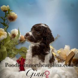 Gina - Parti female Poodle puppy in Greenville, North Carolina from Grace Poodles