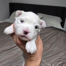 Lyric - White male Maltese puppy in Ludington, Michigan from OT Maltese & Co