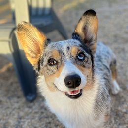 Bonnie - American Corgi