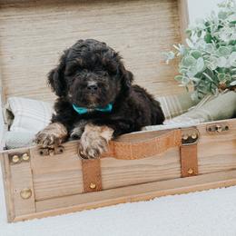 Milo - Phantom male Bernedoodle puppy in Statesville, North Carolina from Doodle Babies