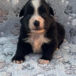 Trixie - Black & white female Miniature Australian Shepherd puppy in Stuart, Iowa from Arbor Hill Aussies