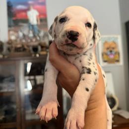 Male 5 - White and black male Dalmatian puppy in Lake Mathews, California from Bully Market
